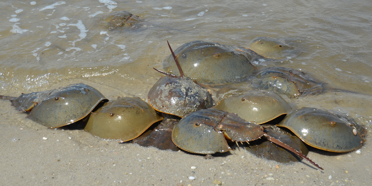 Where and When to see Horseshoe Crab Spawning – reTURN the Favor