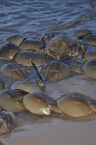 Horseshoe-crab-tagging_5-22-2013_002