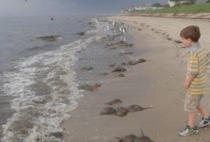 Youngster and the horseshoe crabs on Villas Beach