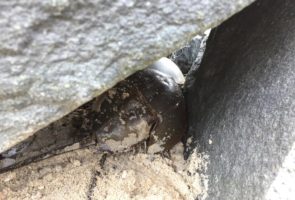 Impinged Crabs at Fortesque jetty – This jetty had a couple crabs lodged in between rocks. They are safe now.