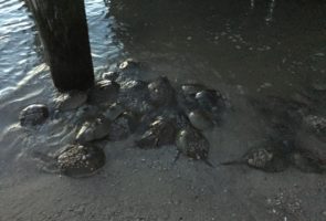 Raybins Beach – Taken May 16th as the tide was going out.