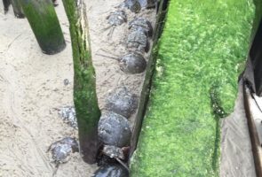 Fortescue May 23, 2016 – Tons of crabs were stranded behind old bulkheads on Fortescue Beach today. The most I ever saw. I was by myself and I counted 456 crabs that were impinged. Big day.