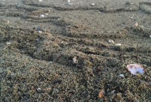 Horseshoe Crab Eggs, Reeds Beach