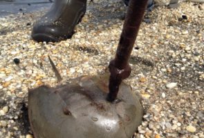 A Very Tough Horseshoe Crab – Pierce’s Point, 2 June 2016