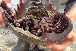 A Very Tough Horseshoe Crab – Pierce’s Point, 2 June 2016