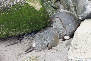 ReTURNing the Favor at East Point Beach