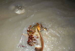 Horseshoe crab fighting the waves