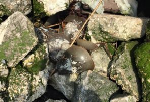 Fortescue May 16 2015 – Horseshoe crabs trapped in rubble