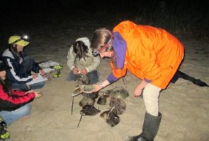Reeds Tagging4