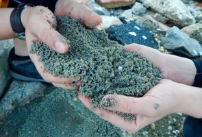 Eggs trapped in the rip rap at Gandys Beach – We pulled large mounds of eggs out from between the debris at Gandys beach. Haddonfield Rescue Team