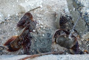 Crabs trapped in the debris at Gandys – Had a big day at Gandys beach – 131 males and 60 females removed from the debris