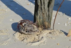 Trapped in Fishing Line – Horseshoe Crab trapped (then rescued) on Fishing Line at Fortescue Beach. Haddonfield Rescue Team