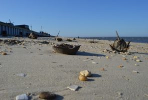 Big Day on Northern beaches – Picture of Horseshoe Crabs waiting to be reTURNed on Fortescue Beach. May 22 was a big day on Northern beaches as Haddonfield Students turned over and rescued over 1100 Crabs.