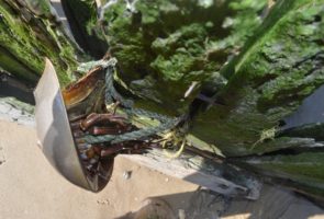 Crab Trapped on Piling at Fortescue – Haddonfield Students on Rescue at Fortescue found and rescued this crab trapped in rope on a piling.