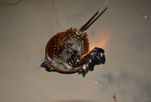 Overturned horseshoe crab and passengers