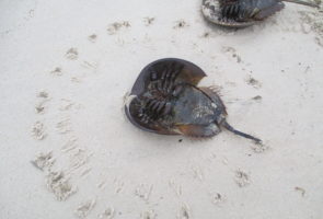 Overturned horseshoe crab attempted to save itself